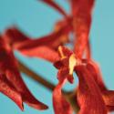 highres red orchid opacity i | 3form